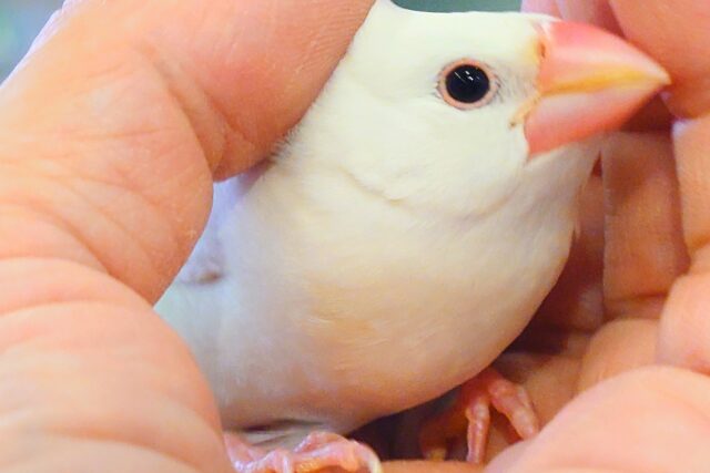 白文鳥