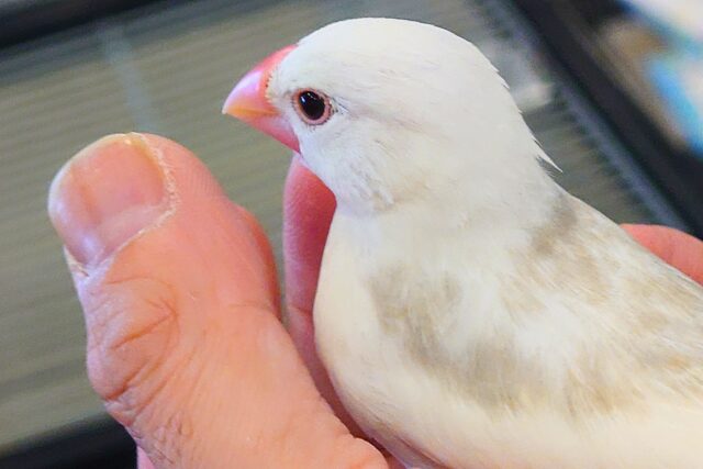 白文鳥