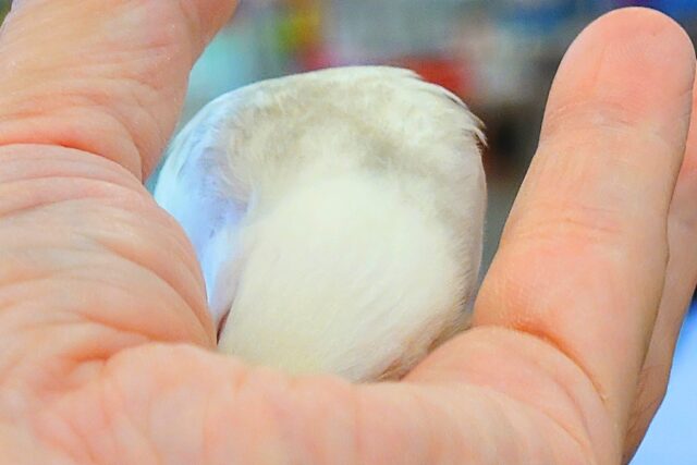 白文鳥