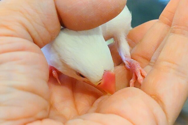 白文鳥