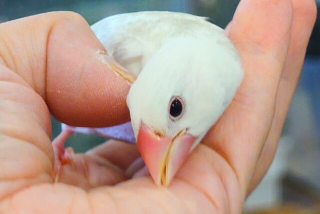 白文鳥