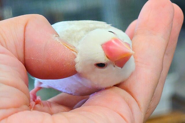 白文鳥