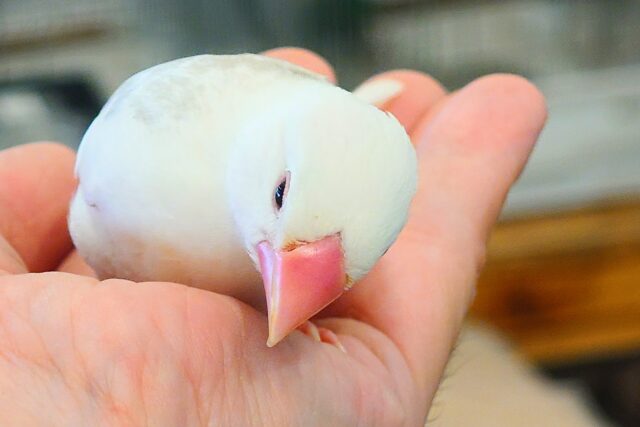 白文鳥