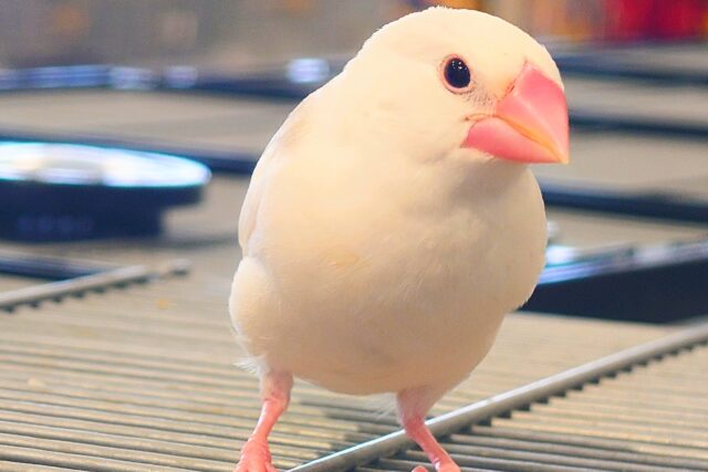 白文鳥