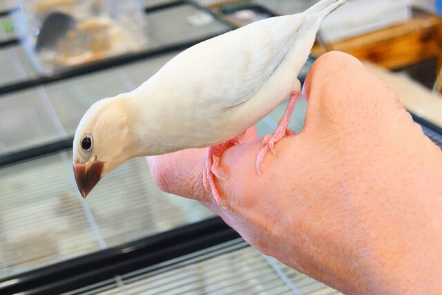 シルバー文鳥