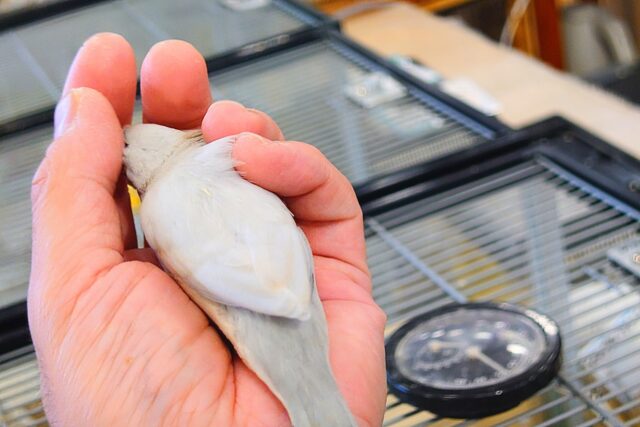シルバー文鳥