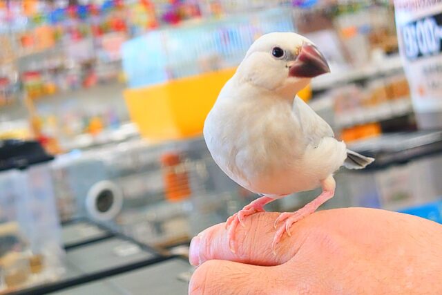 シルバー文鳥