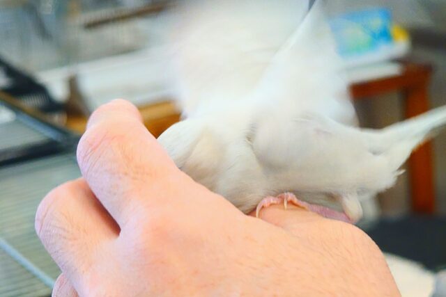 シルバー文鳥