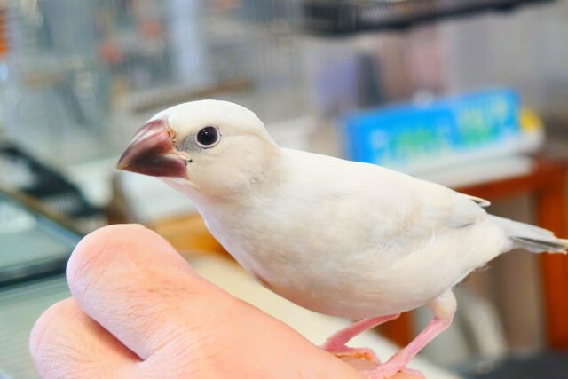 シルバー文鳥