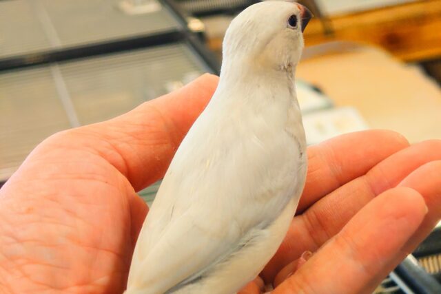 シルバー文鳥