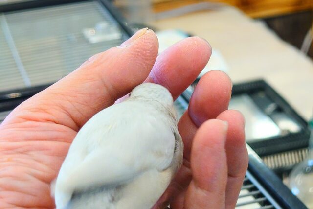 シルバー文鳥