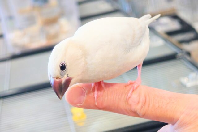 シルバー文鳥