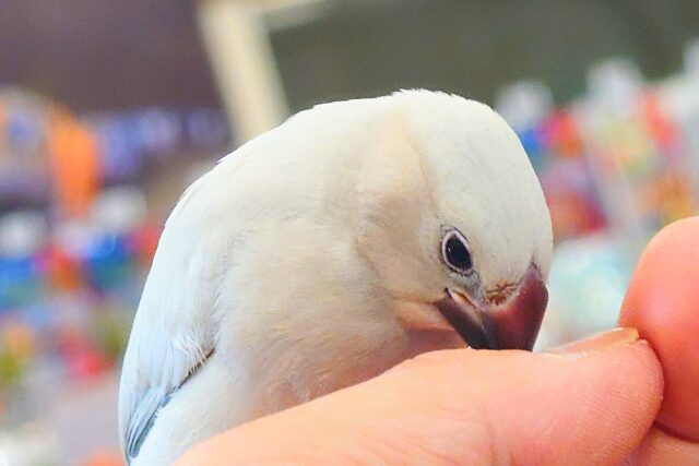 シルバー文鳥