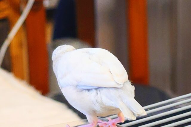 シルバー文鳥