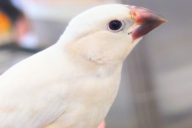 シルバー文鳥