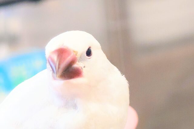 シルバー文鳥
