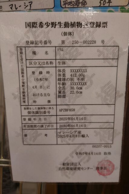 ヨウム