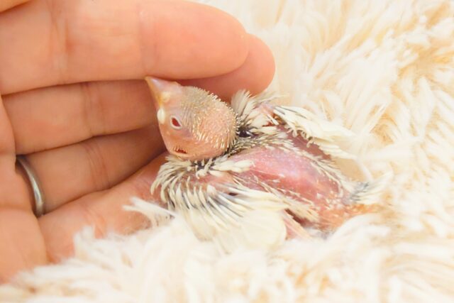 シルバーイノ文鳥