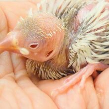 ここまで寝顔で癒すコって、なっかなかだよねぇ～～　シルバーイノ文鳥～～