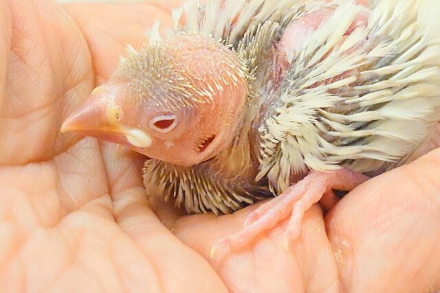 ここまで寝顔で癒すコって、なっかなかだよねぇ～～　シルバーイノ文鳥～～