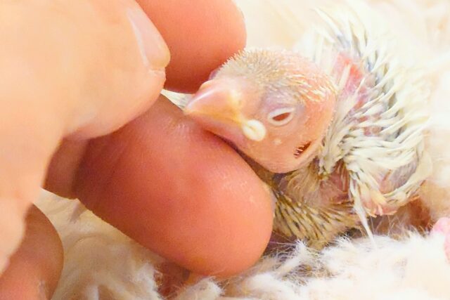 シルバーイノ文鳥