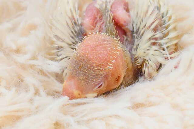 シルバーイノ文鳥