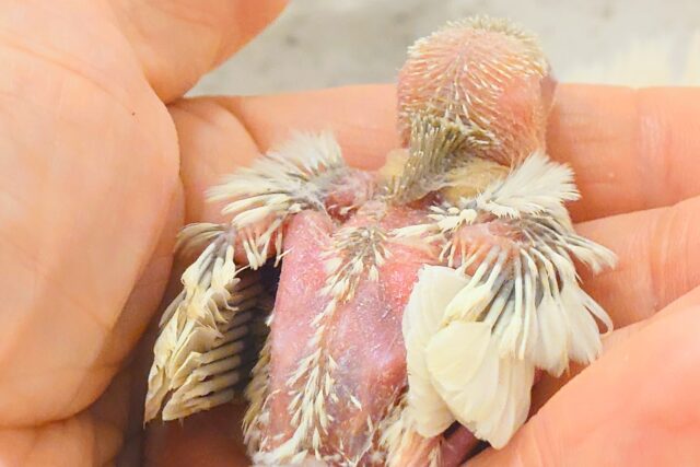 シルバーイノ文鳥