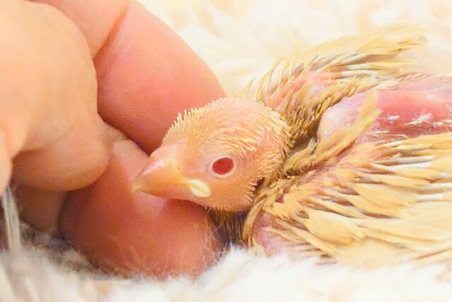 シナモン文鳥