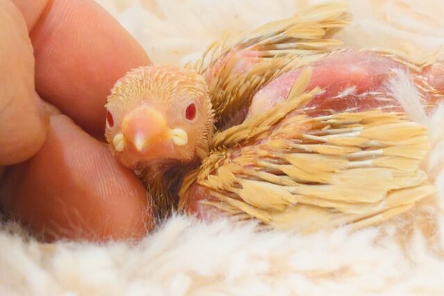 シナモン文鳥