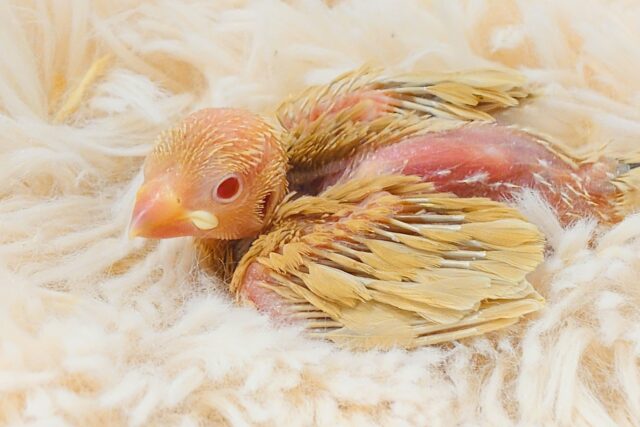 シナモン文鳥