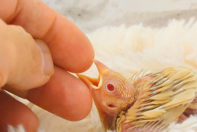 シナモン文鳥