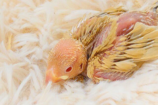 シナモン文鳥
