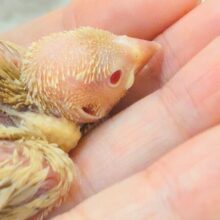 目ﾁﾞｶﾗで、あなた、にがしませんっ(*´з`)　みりょく１２０％の　シナモン文鳥～～