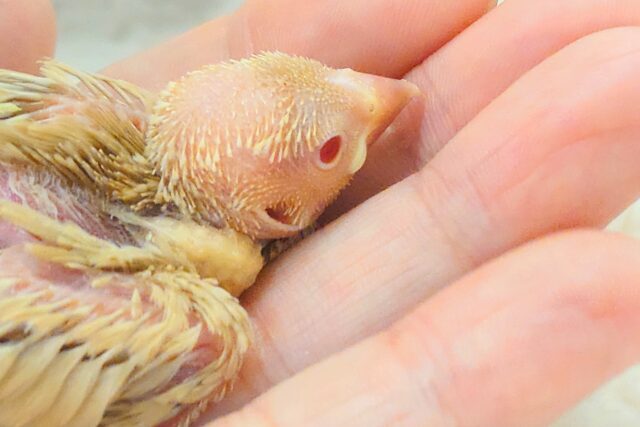 目ﾁﾞｶﾗで、あなた、にがしませんっ(*´з`)　みりょく１２０％の　シナモン文鳥～～
