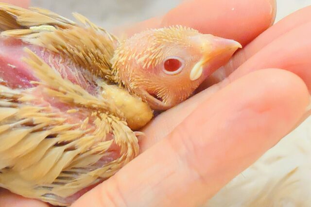 シナモン文鳥
