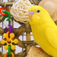 お日さまタイプ♫♪　セキセイインコ　ダブルファクター〜〜