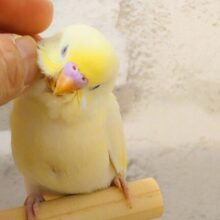 最新画像になります☆　ふんわり🌼たんぽぽちゃん︎♡セキセイインコ(クリーム) ヒナ
