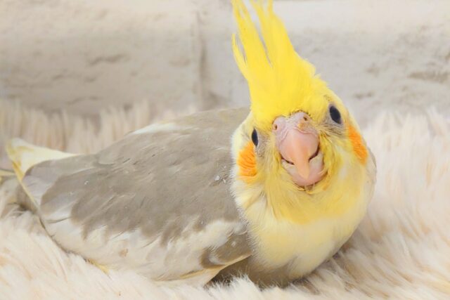 オカメインコ