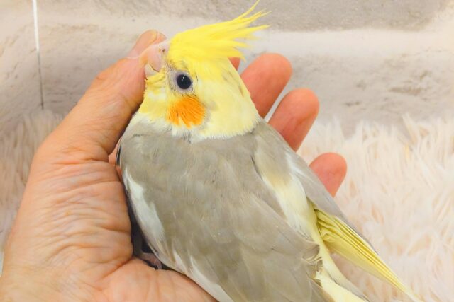 オカメインコ