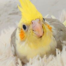 みつめてください。。。　ねっ？？　オカメインコ　シナモンパイド～～