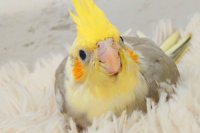 みつめてください。。。　ねっ？？　オカメインコ　シナモンパイド～～