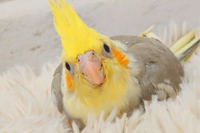オカメインコ