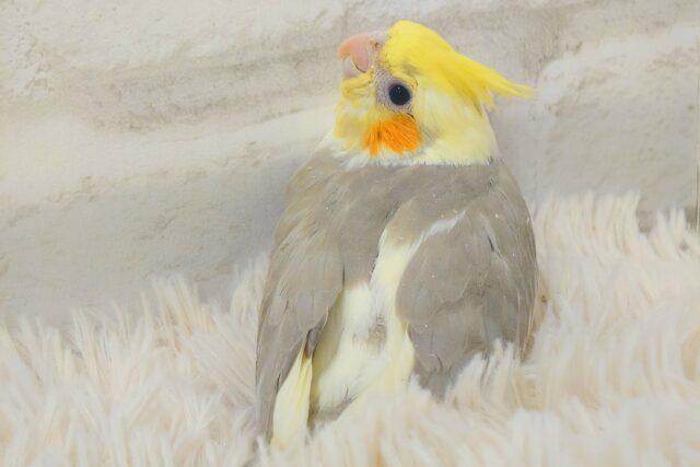 オカメインコ