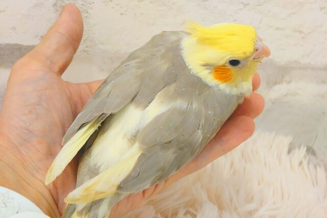 オカメインコ