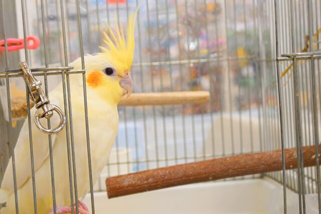 オカメインコ