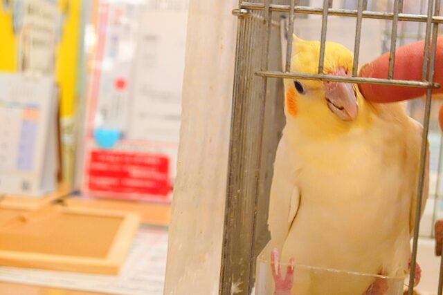 オカメインコ
