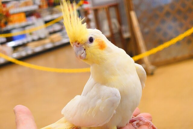 オカメインコ