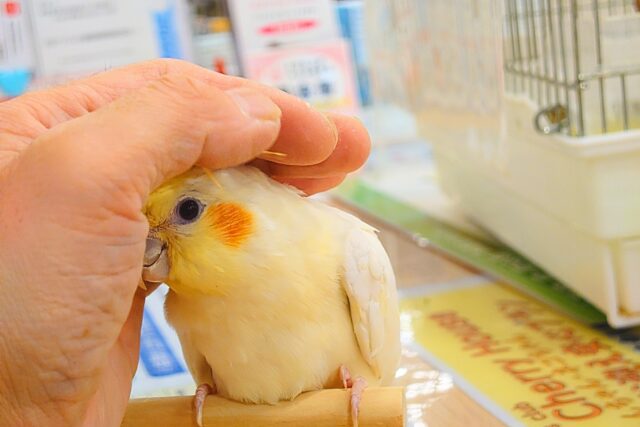 オカメインコ