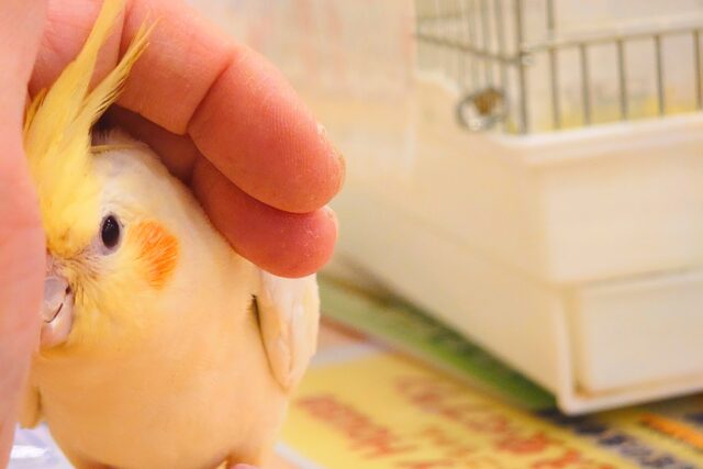オカメインコ