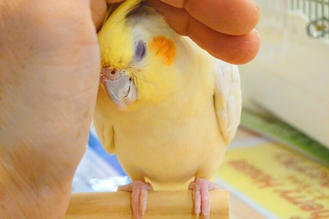 オカメインコ
